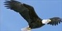 Eagle Wings Radio