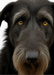 Black Irish Dog Logo