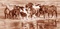 Ranch & Reata Logo