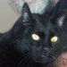 Southwestern Internet Radio Network - "The Cool Cat, Music Radio" Logo
